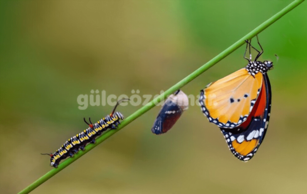 Kelebek Türleri ve Özellikleri • Büyük Kelebek Cinsleri